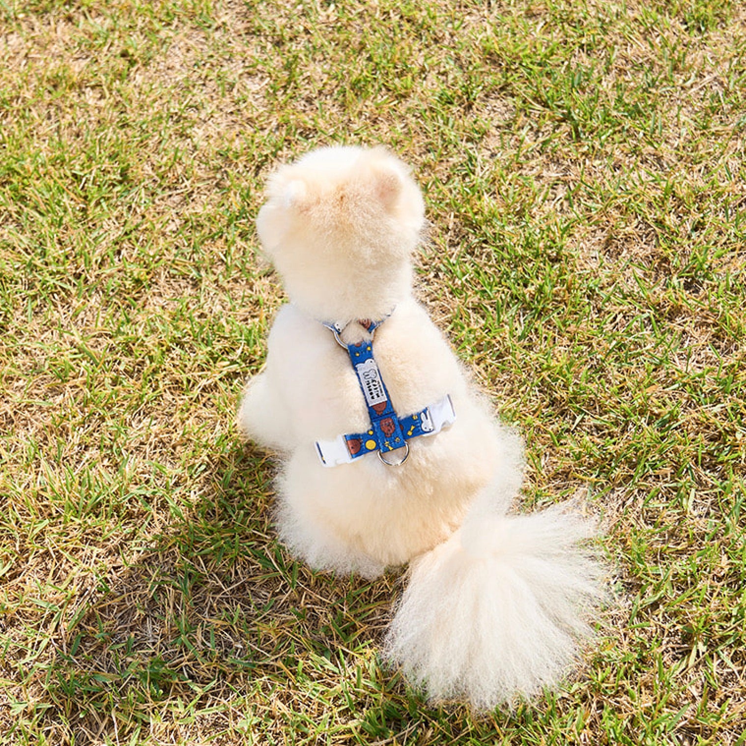 海外犬服 高品質なインポートのドッグウェア通販 