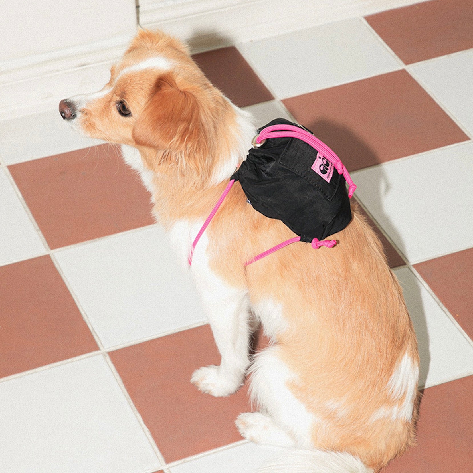 海外犬服 高品質なインポートのドッグウェア通販 