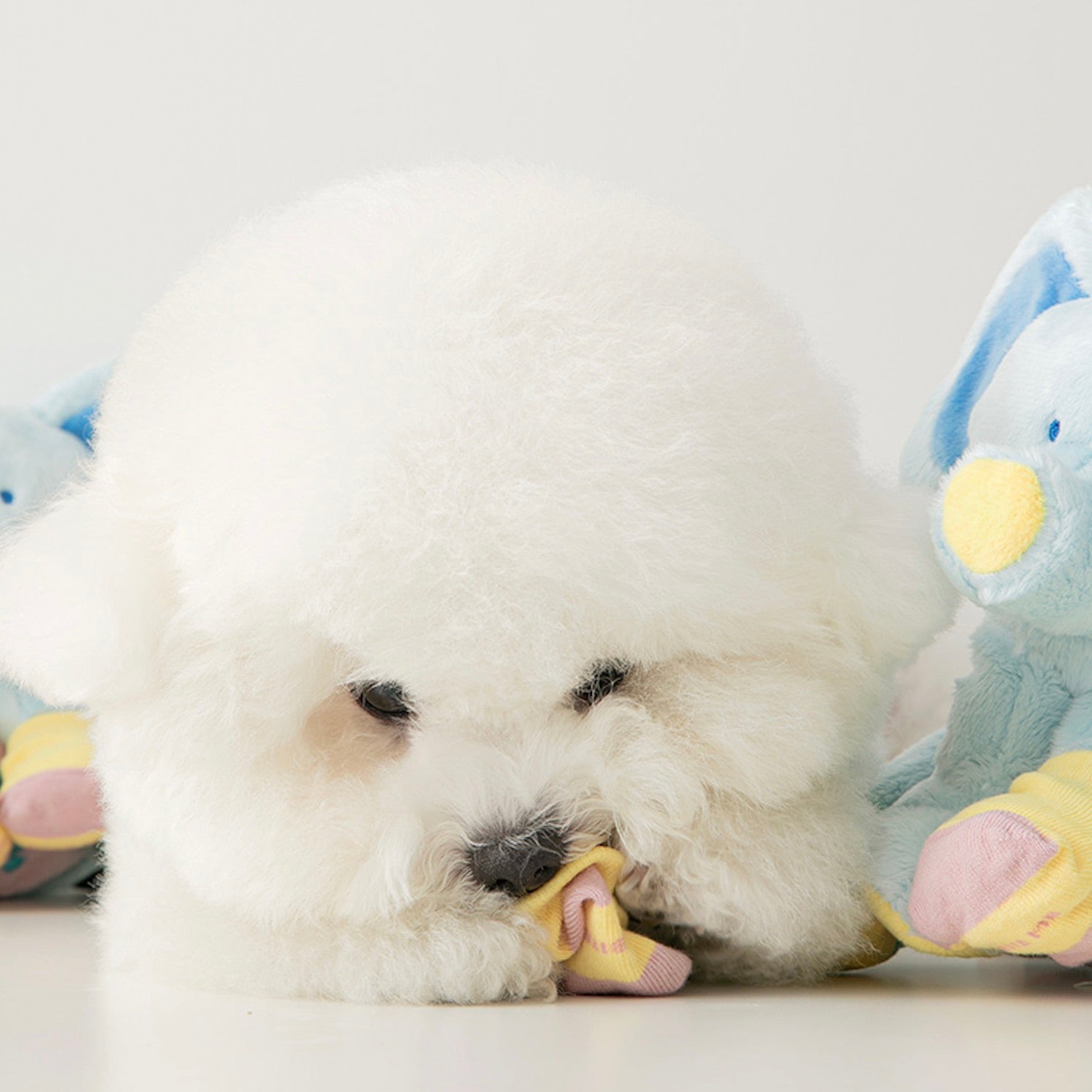 海外犬服 高品質なインポートのドッグウェア通販 