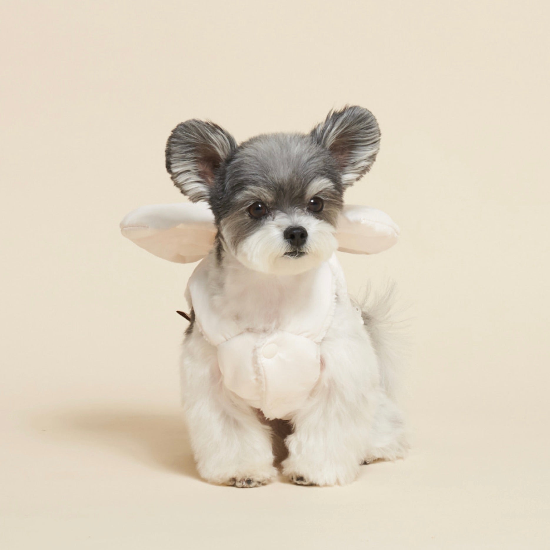 海外犬服 高品質なインポートのドッグウェア通販 