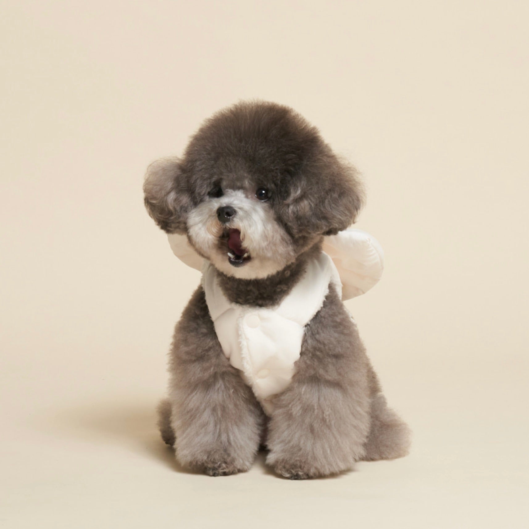 海外犬服 高品質なインポートのドッグウェア通販 