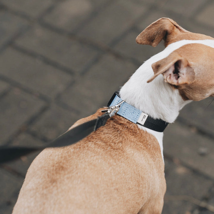 即納【Bad Marlon Design Studio.】Rupel Collar（Deep Grey）