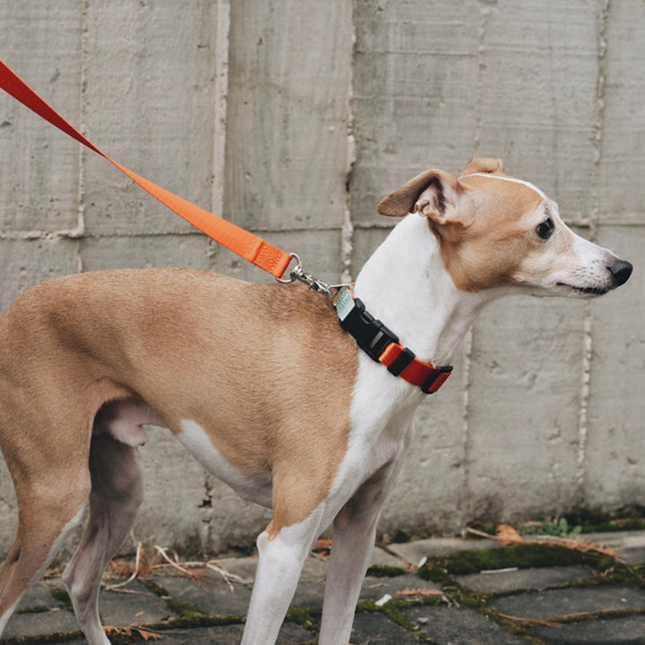 即納【Bad Marlon Design Studio.】Rupel Collar（Orange Red）