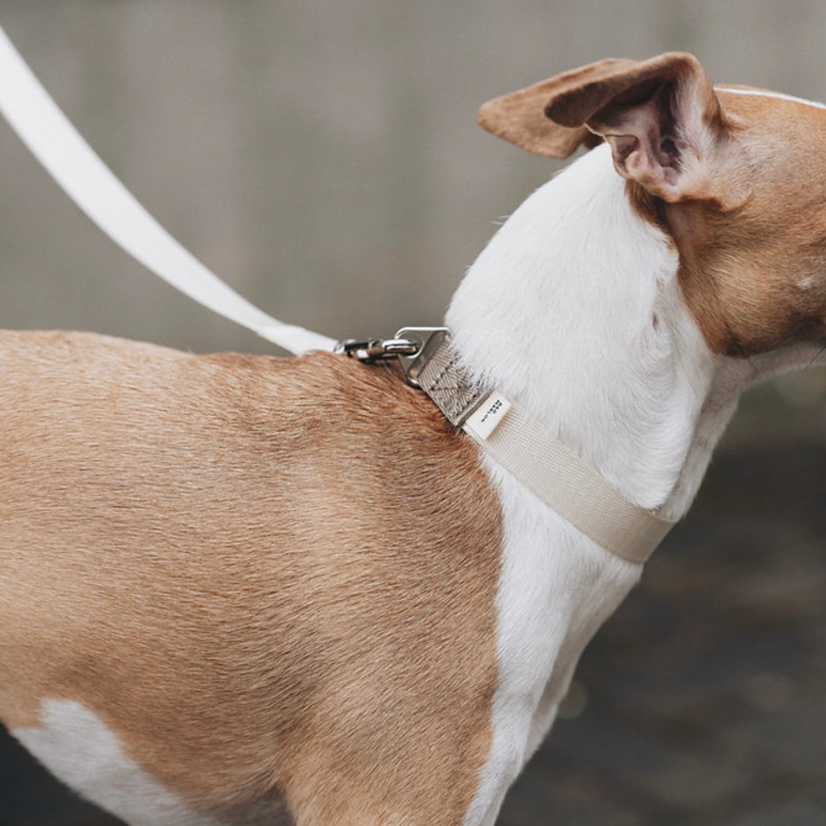 NEIGHBORHOOD DOG COLLAR GRAY L ドッグ 首輪 小物