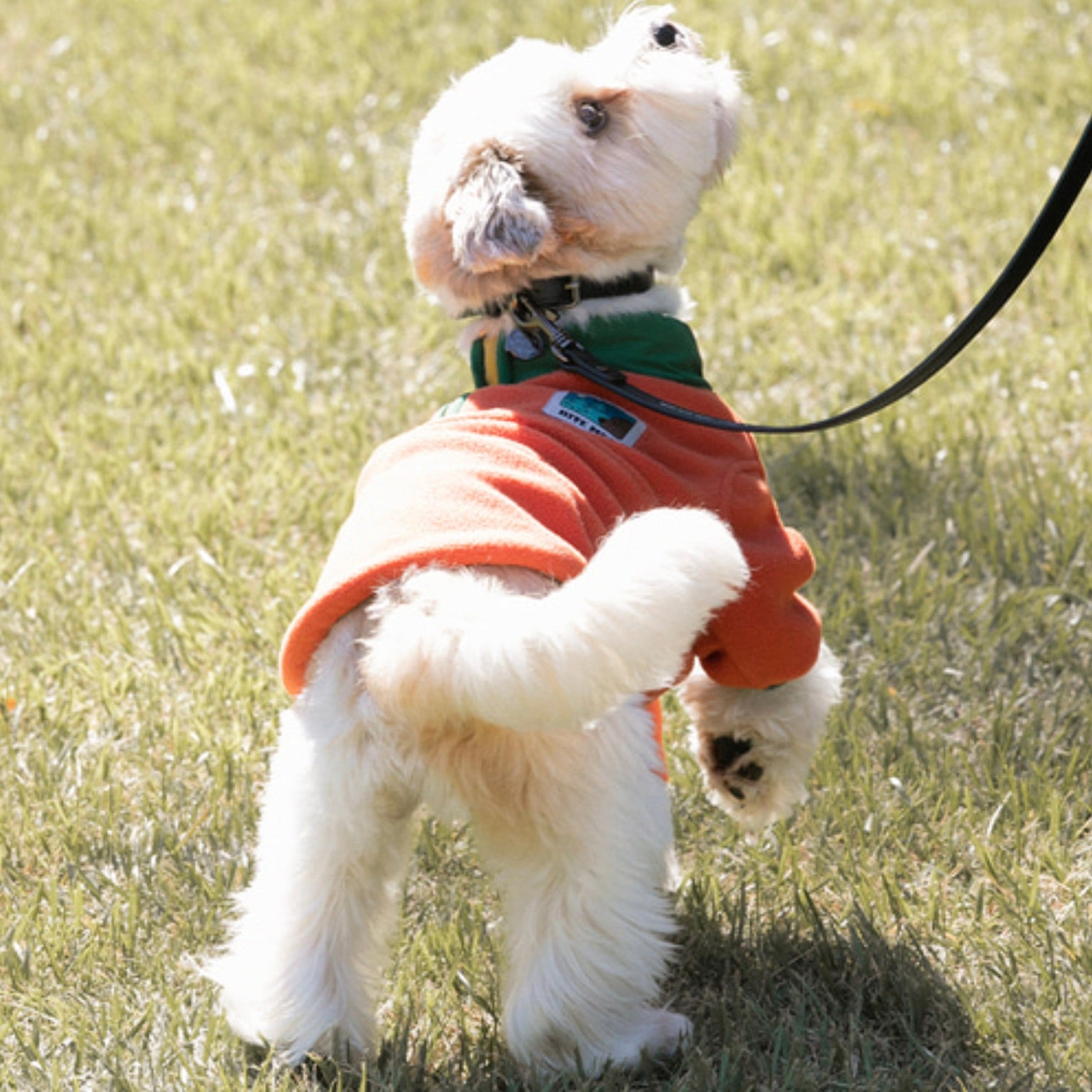 海外犬服 高品質なインポートのドッグウェア通販 