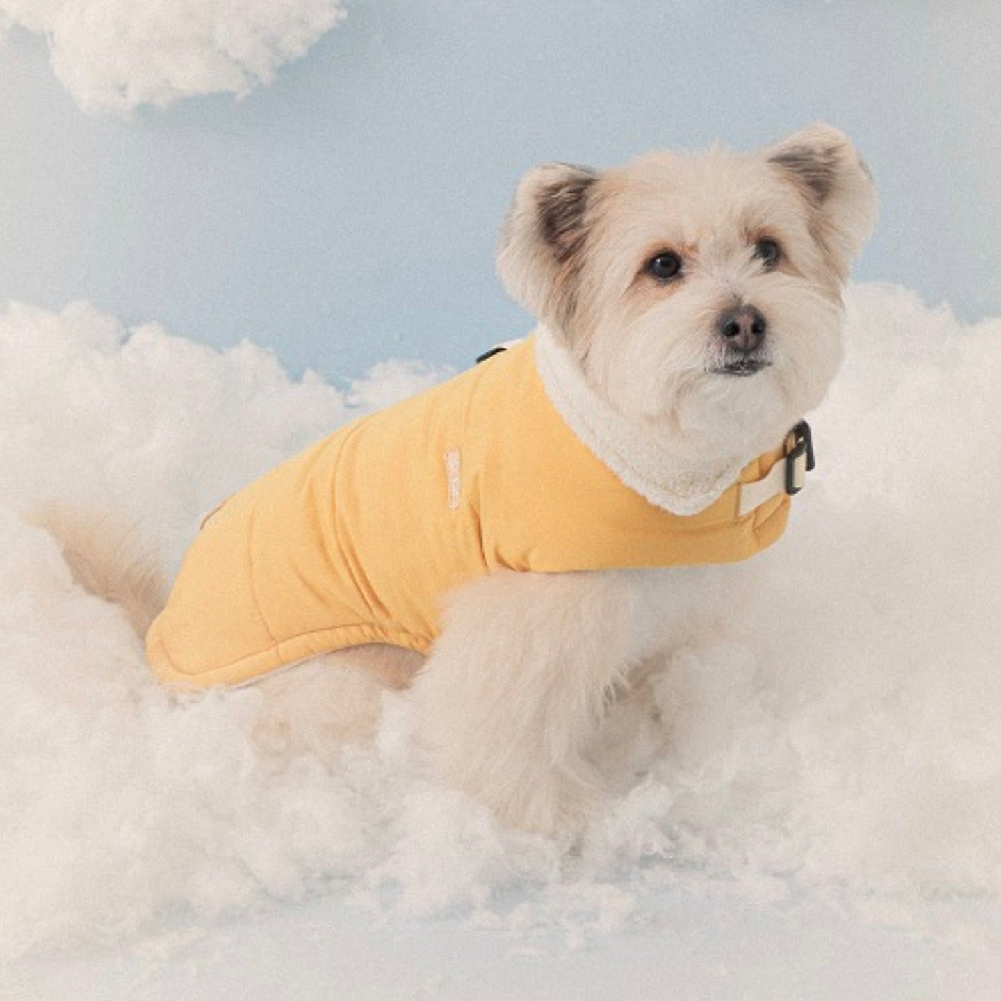 海外犬服 高品質なインポートのドッグウェア通販 