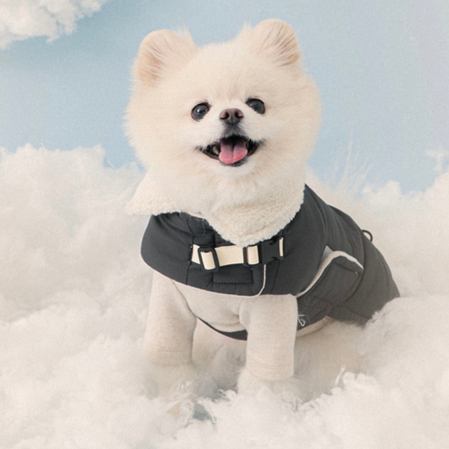 海外犬服 高品質なインポートのドッグウェア通販 