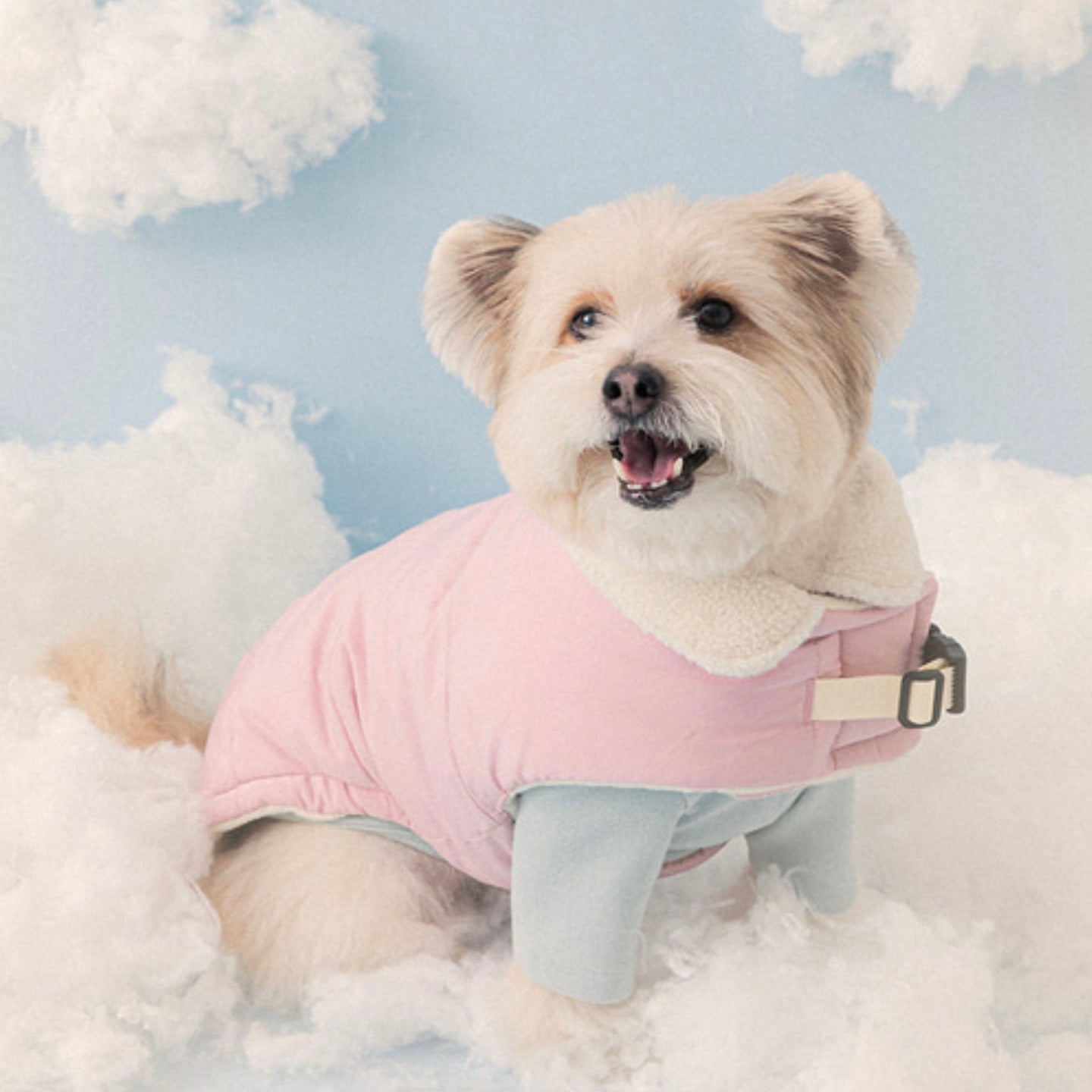 海外犬服 高品質なインポートのドッグウェア通販 