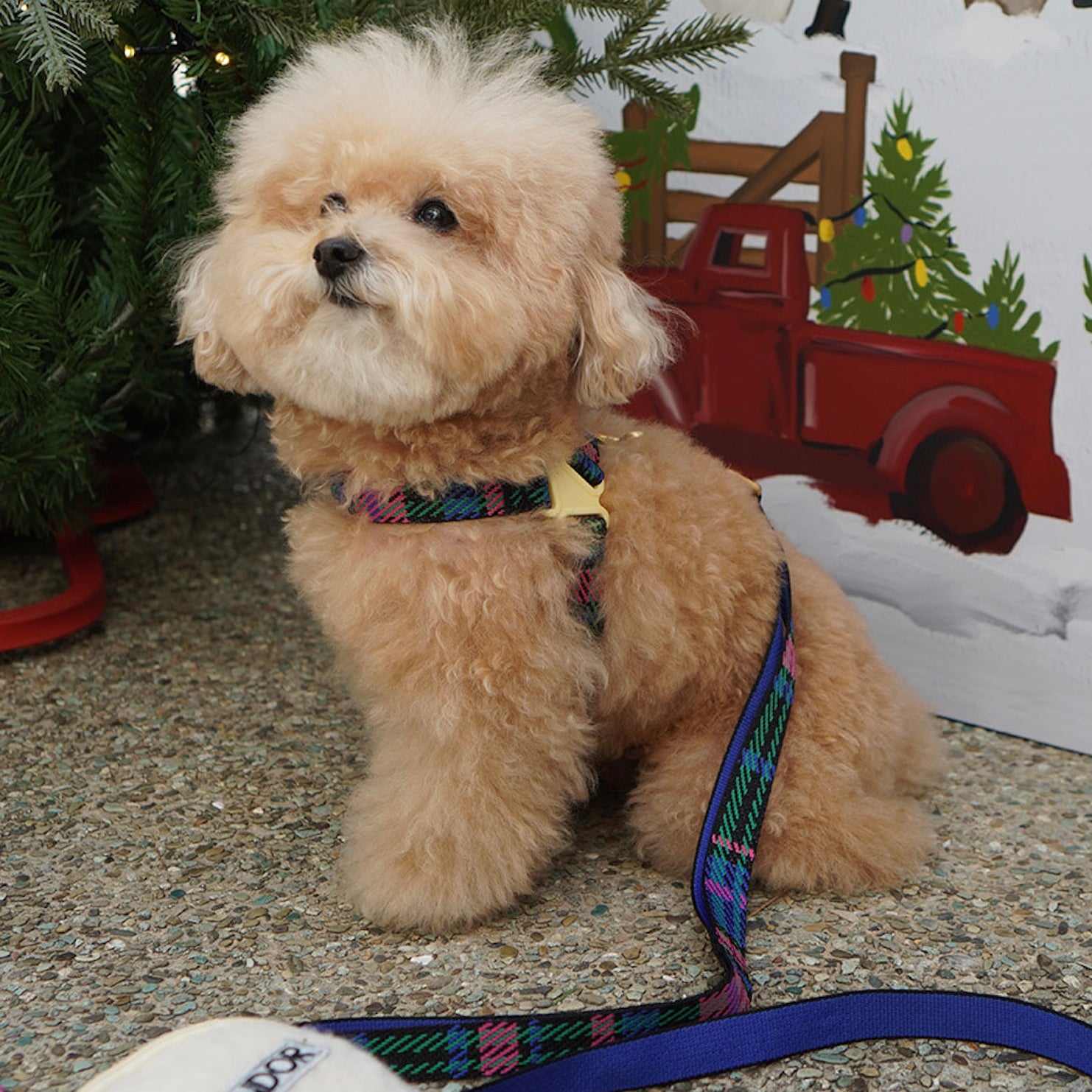 海外犬服 高品質なインポートのドッグウェア通販 