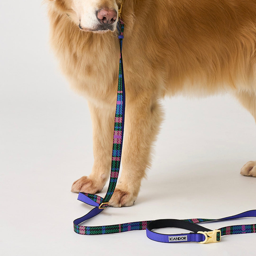 ※予約販売【iCANDOR】Gentle Leash Bolt Long（URBAN CHECKS）