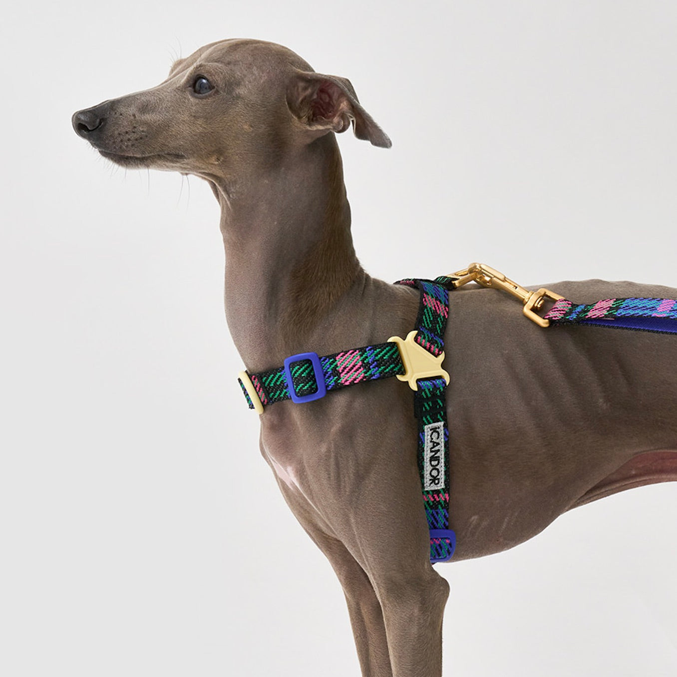 海外犬服 高品質なインポートのドッグウェア通販 
