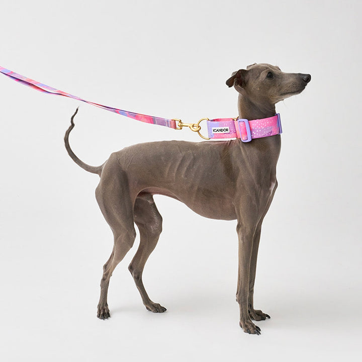 ※予約販売【iCANDOR】Smooth Martingale Collar 38mm（MILKY WAY）