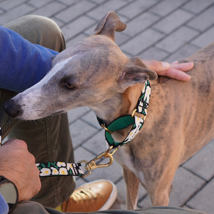 ※予約販売【iCANDOR】Smooth Martingale Collar 38mm（BIG FISH BLACK）