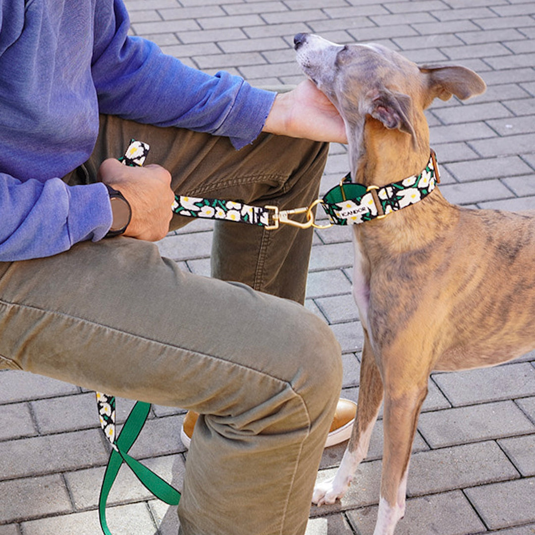 ※予約販売【iCANDOR】Smooth Martingale Collar 38mm（BIG FISH BLACK）