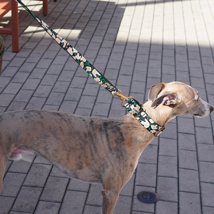 ※予約販売【iCANDOR】Smooth Martingale Collar 38mm（BIG FISH BLACK）