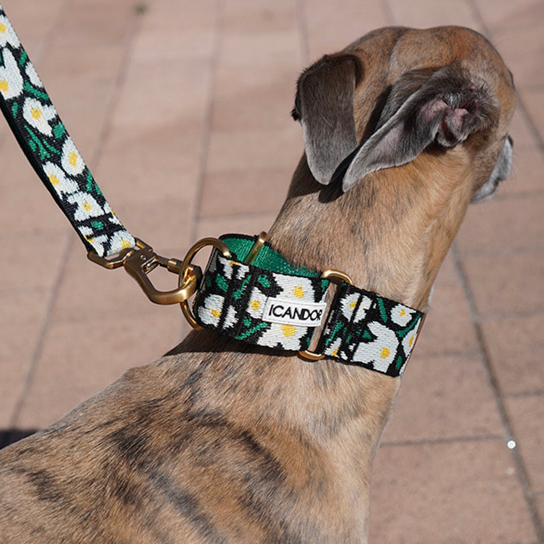 ※予約販売【iCANDOR】Smooth Martingale Collar 38mm（BIG FISH BLACK）