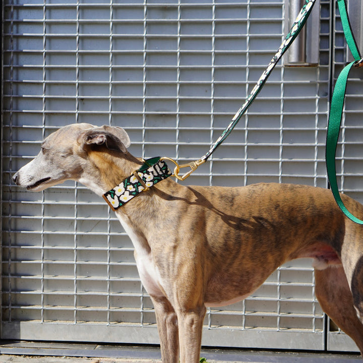 ※予約販売【iCANDOR】Smooth Martingale Collar 38mm（BIG FISH BLACK）