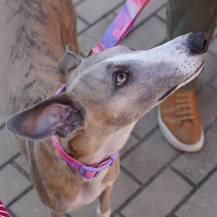 ※予約販売【iCANDOR】Smooth Martingale Collar 38mm（MILKY WAY）