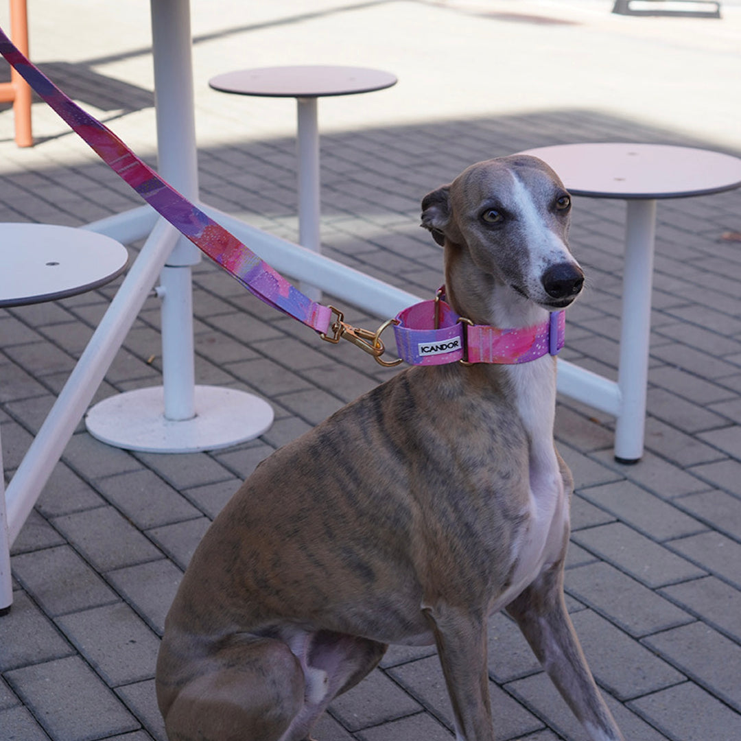 ※予約販売【iCANDOR】Smooth Martingale Collar 38mm（MILKY WAY）