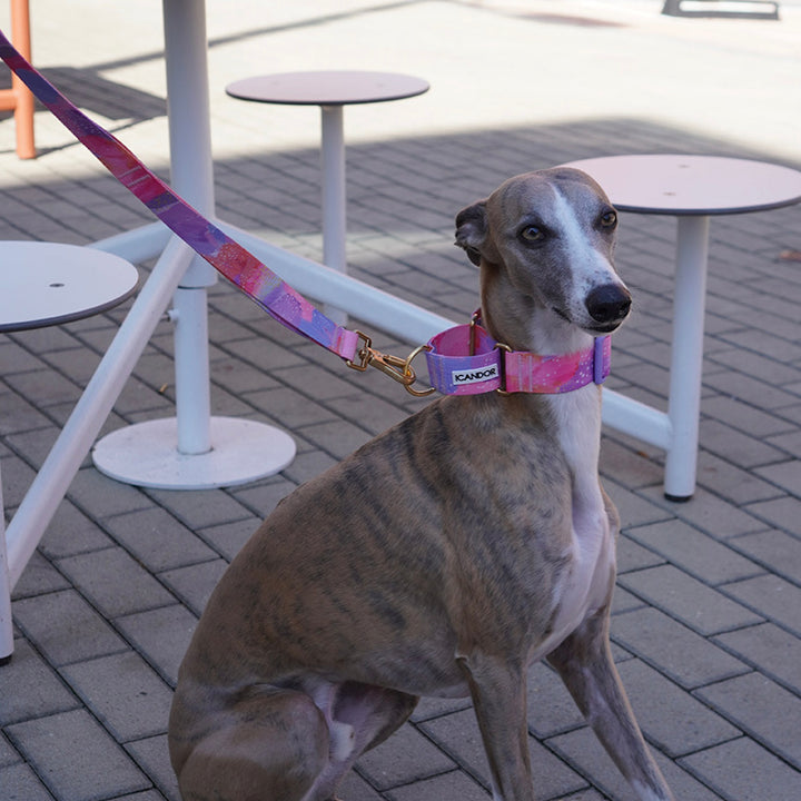 ※予約販売【iCANDOR】Smooth Martingale Collar 38mm（MILKY WAY）