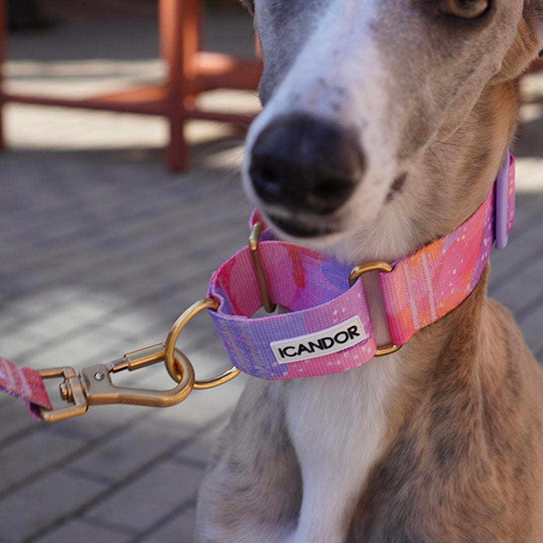 ※予約販売【iCANDOR】Smooth Martingale Collar 38mm（MILKY WAY）