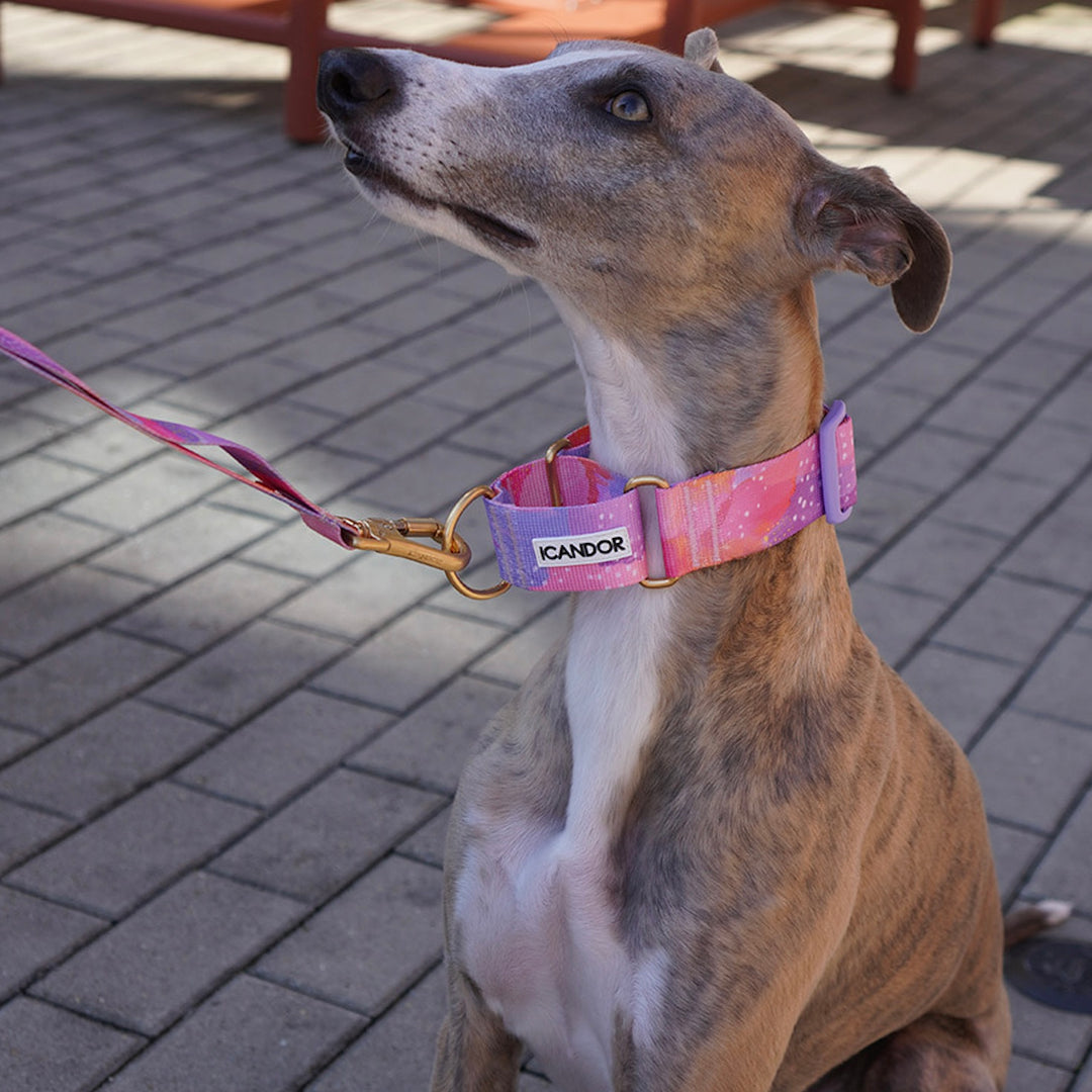 ※予約販売【iCANDOR】Smooth Martingale Collar 38mm（MILKY WAY）