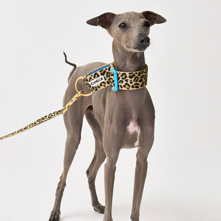 ※予約販売【iCANDOR】Smooth Martingale Collar 38mm（LEOPARD）