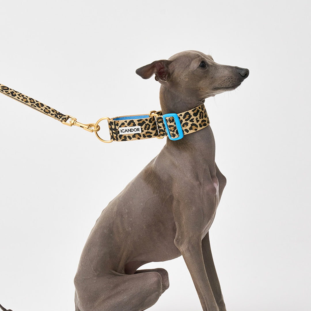 ※予約販売【iCANDOR】Smooth Martingale Collar 38mm（LEOPARD）