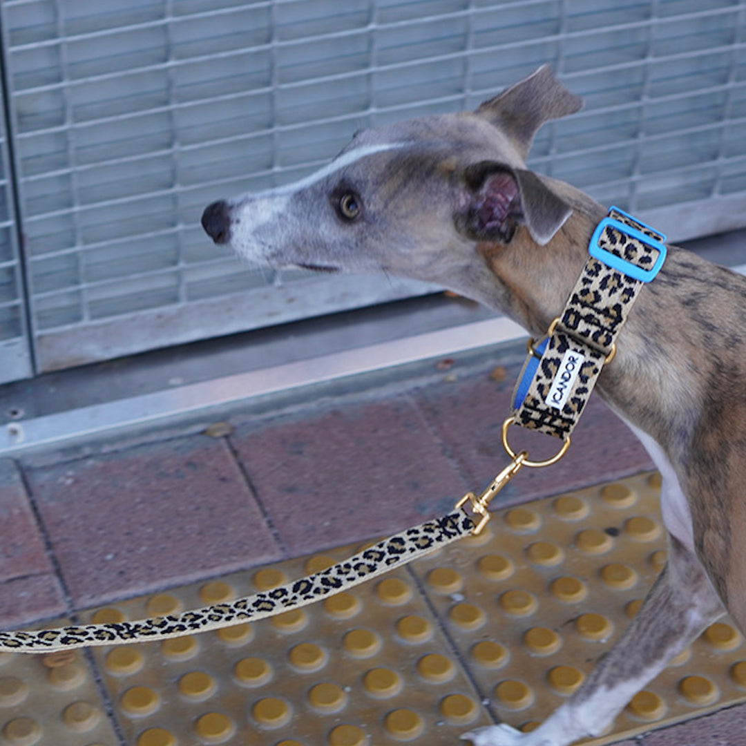 ※予約販売【iCANDOR】Smooth Martingale Collar 38mm（LEOPARD）