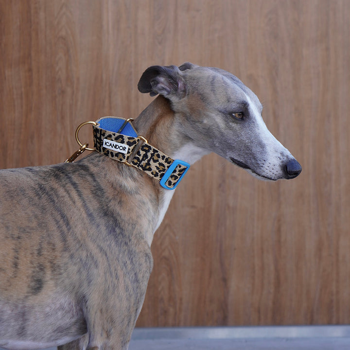 ※予約販売【iCANDOR】Smooth Martingale Collar 38mm（LEOPARD）