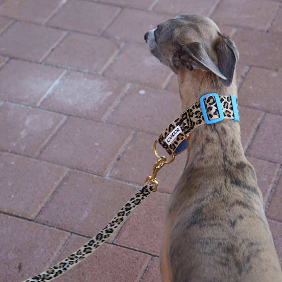 ※予約販売【iCANDOR】Smooth Martingale Collar 38mm（LEOPARD）