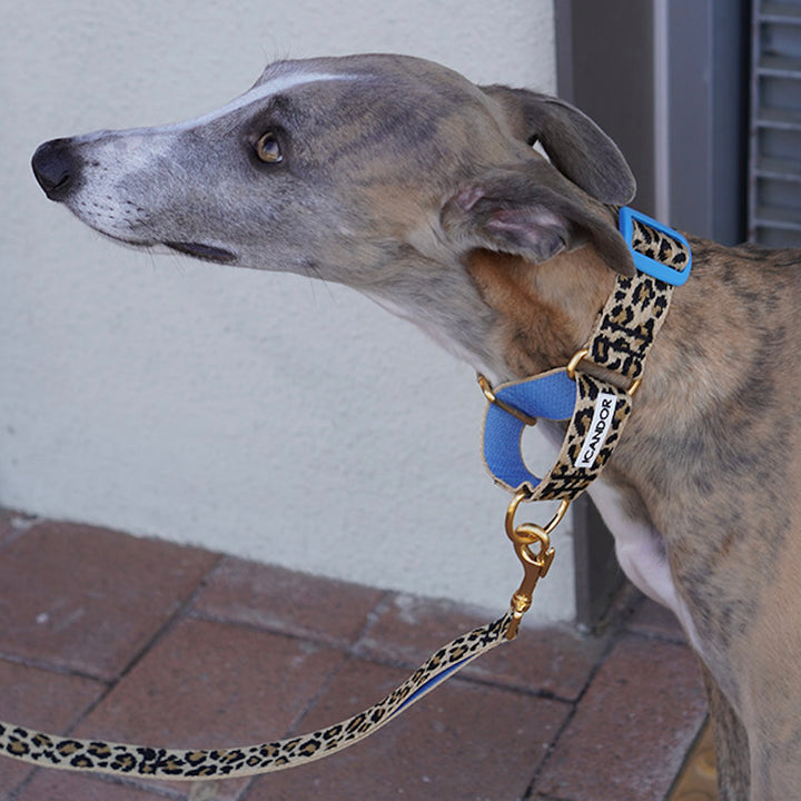 ※予約販売【iCANDOR】Smooth Martingale Collar 38mm（LEOPARD）