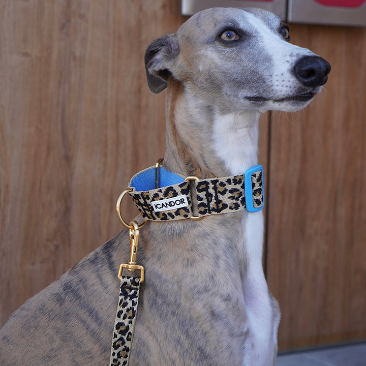 ※予約販売【iCANDOR】Smooth Martingale Collar 38mm（LEOPARD）