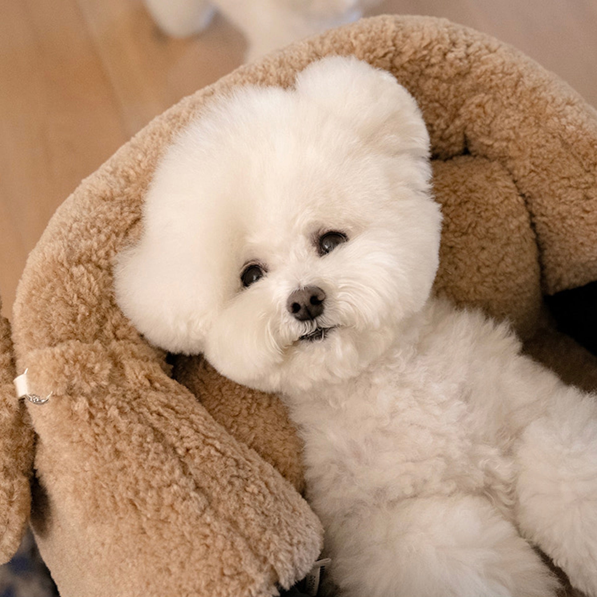 海外犬服 高品質なインポートのドッグウェア通販 