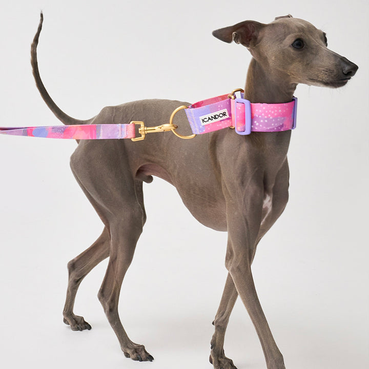 ※予約販売【iCANDOR】Smooth Martingale Collar 38mm（MILKY WAY）