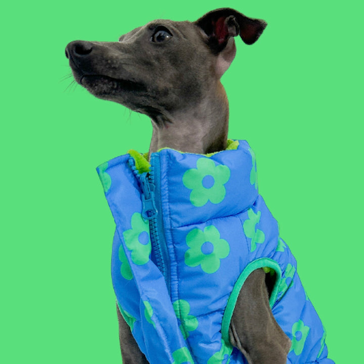 ※予約販売【TOOF】DAISY REVERSIBLE PUFFER（BLUE）