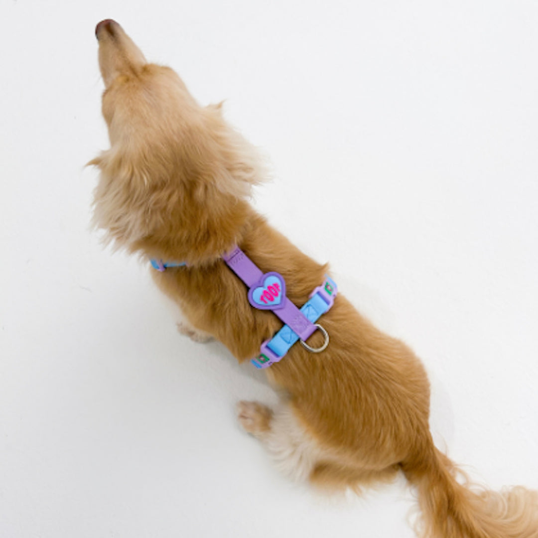 ※予約販売【TOOF】HEART LOGO BUCKEL HARNESS（BLUE/PURPLE）