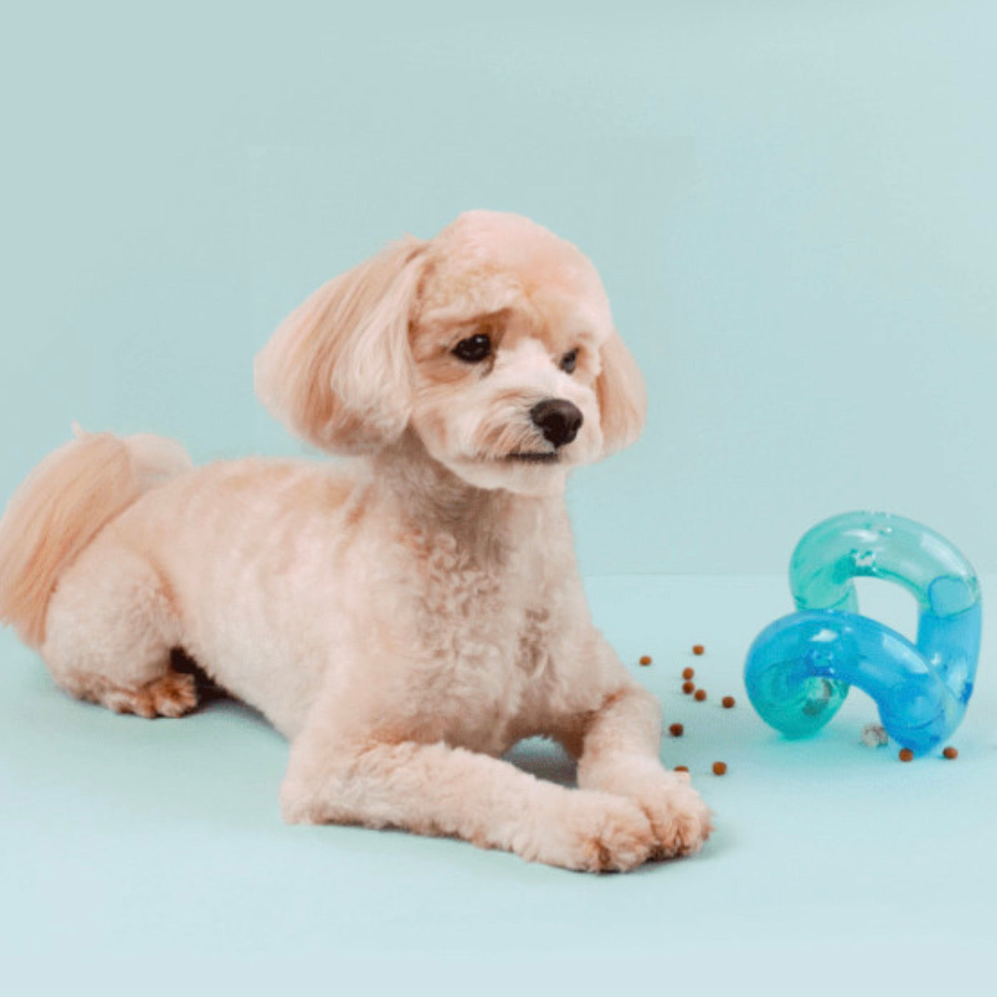 海外犬服 高品質なインポートのドッグウェア通販 