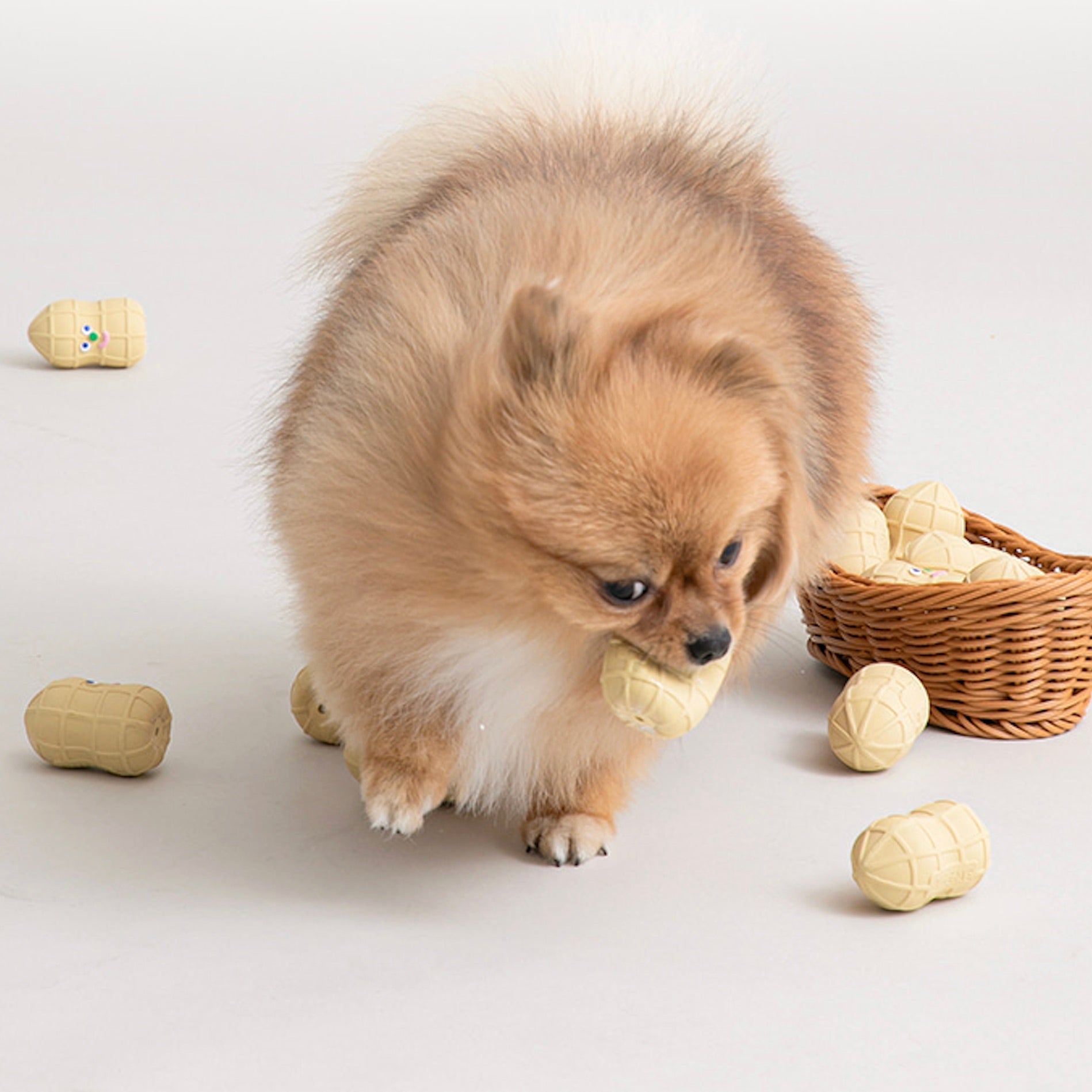 海外犬服 高品質なインポートのドッグウェア通販 