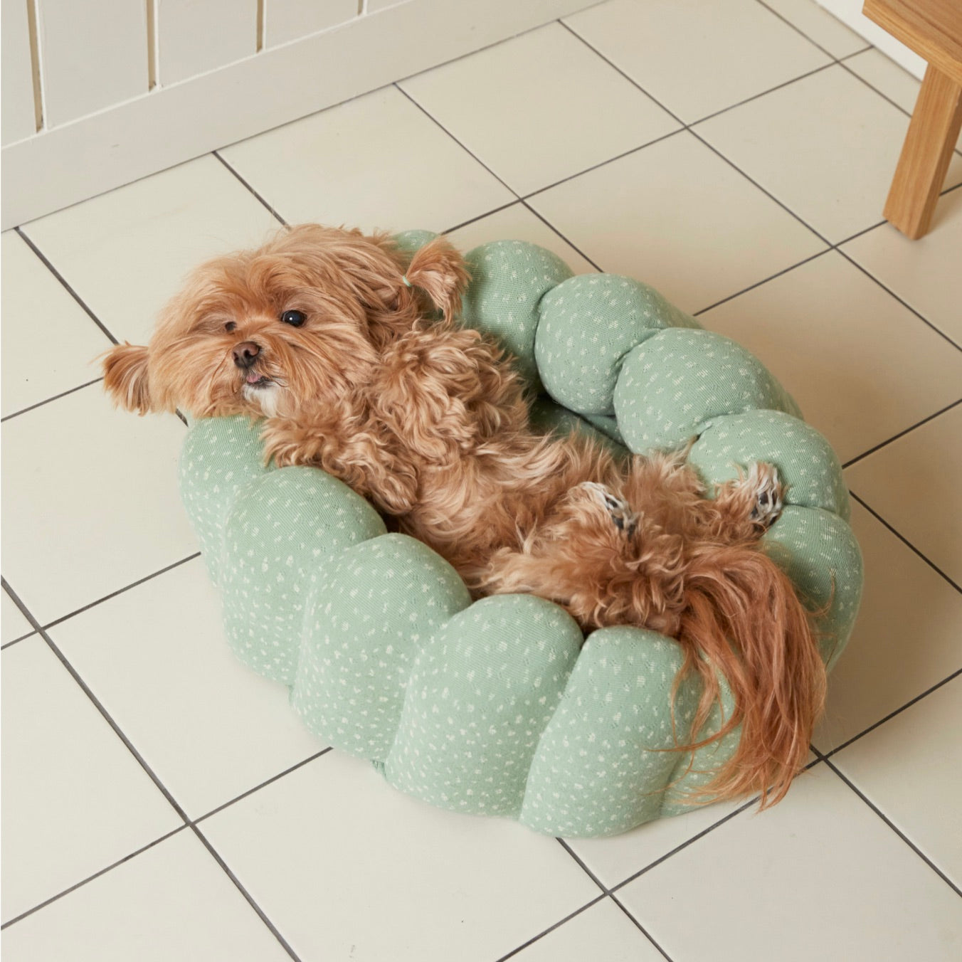 海外犬服 高品質なインポートのドッグウェア通販 