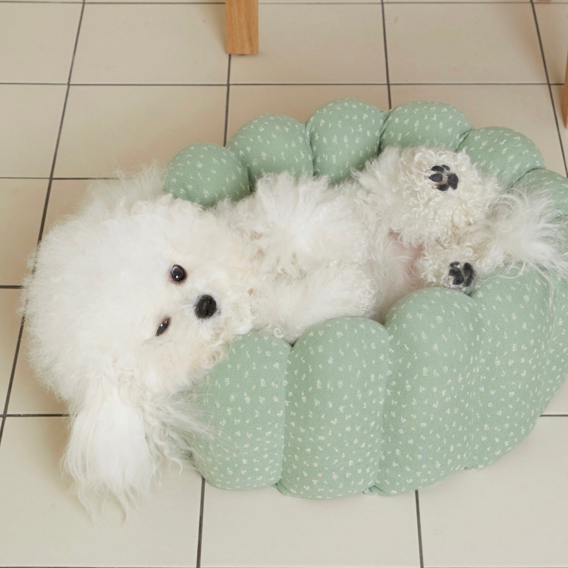 海外犬服 高品質なインポートのドッグウェア通販 