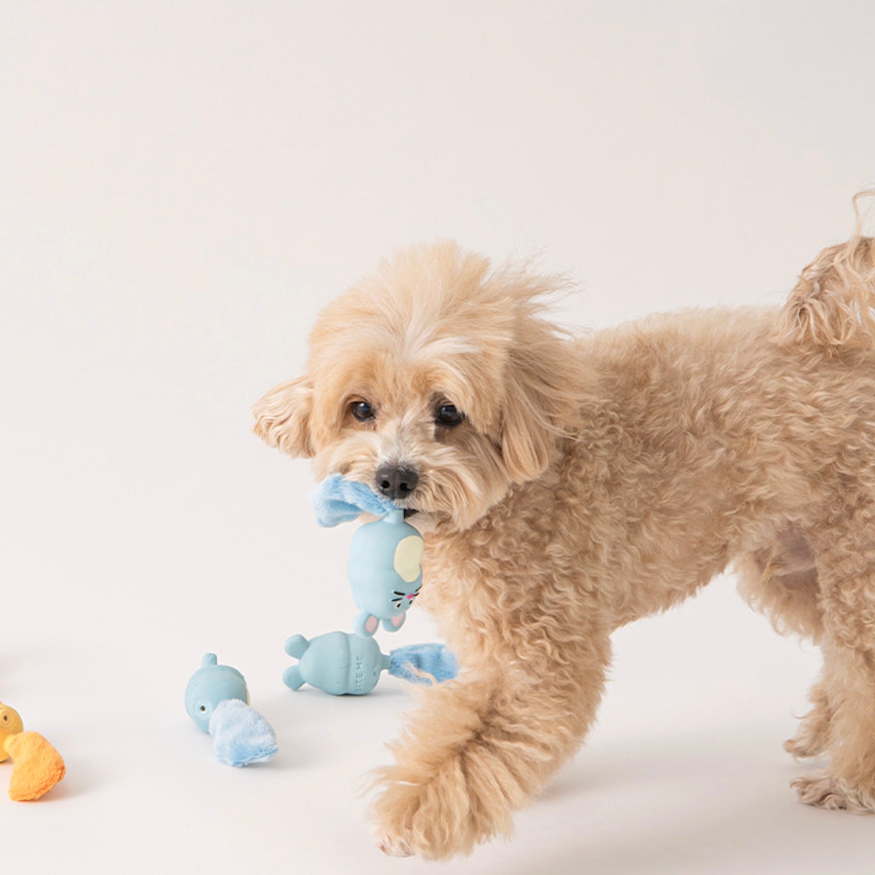 海外犬服 高品質なインポートのドッグウェア通販 