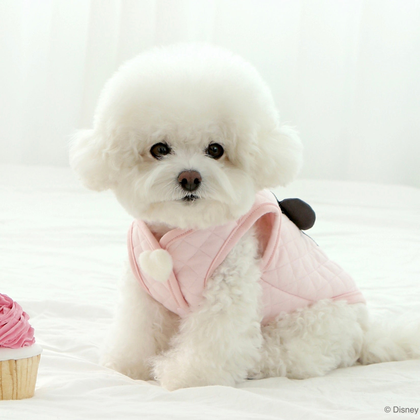 海外犬服 高品質なインポートのドッグウェア通販 