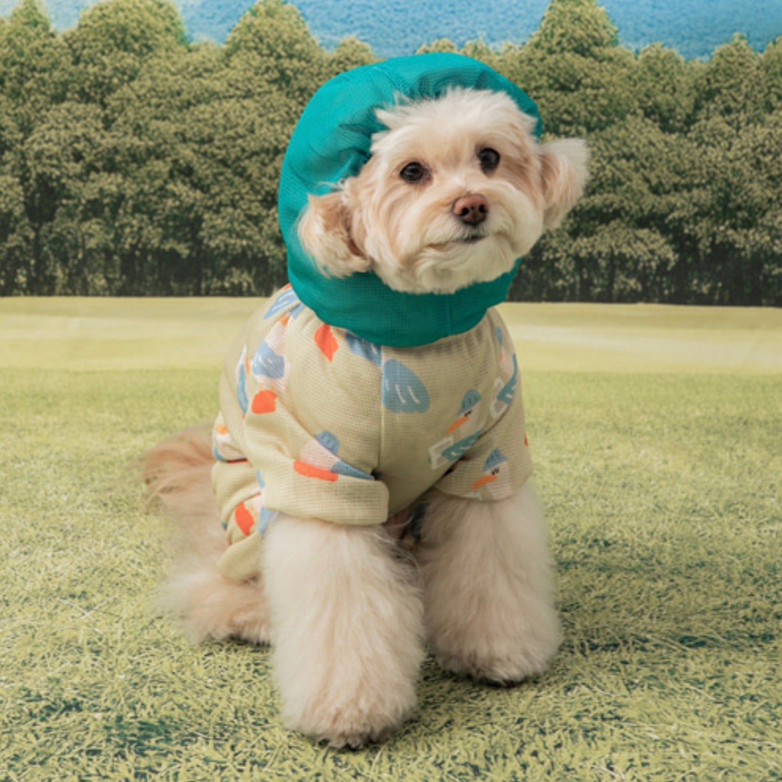 海外犬服 高品質なインポートのドッグウェア通販 