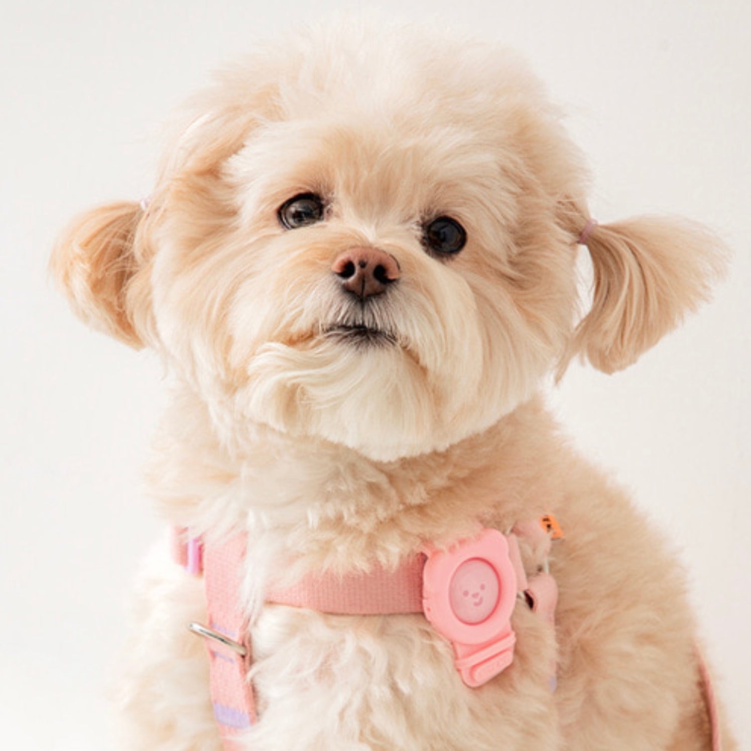 海外犬服 高品質なインポートのドッグウェア通販 