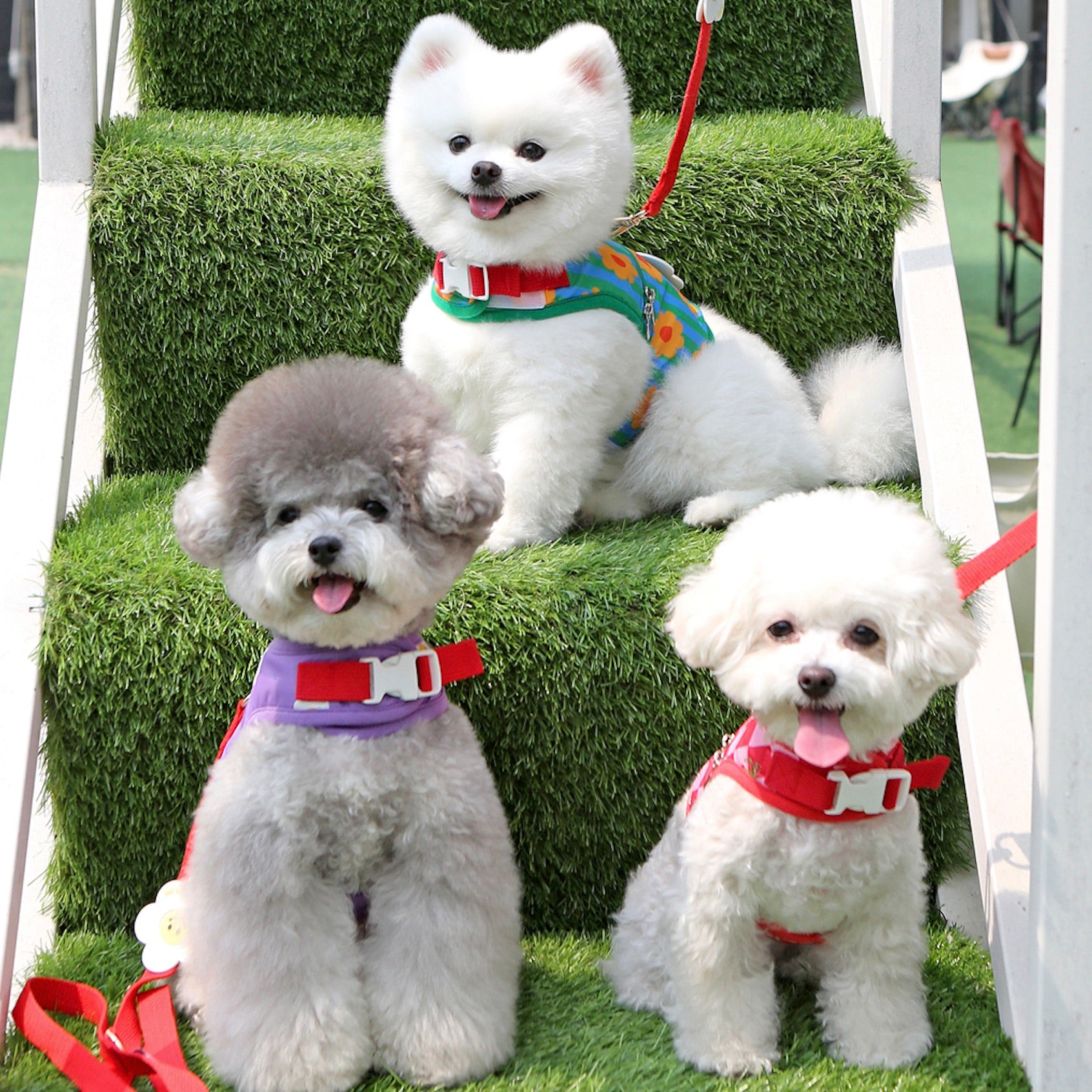 海外犬服 高品質なインポートのドッグウェア通販 