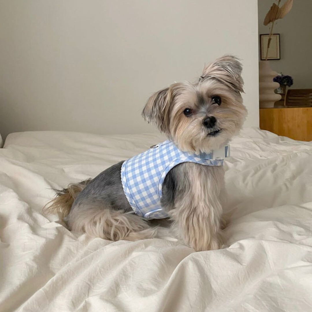 ※予約販売【Bonjour TOU-TOU】Eyelet Check Harness（Sky）
