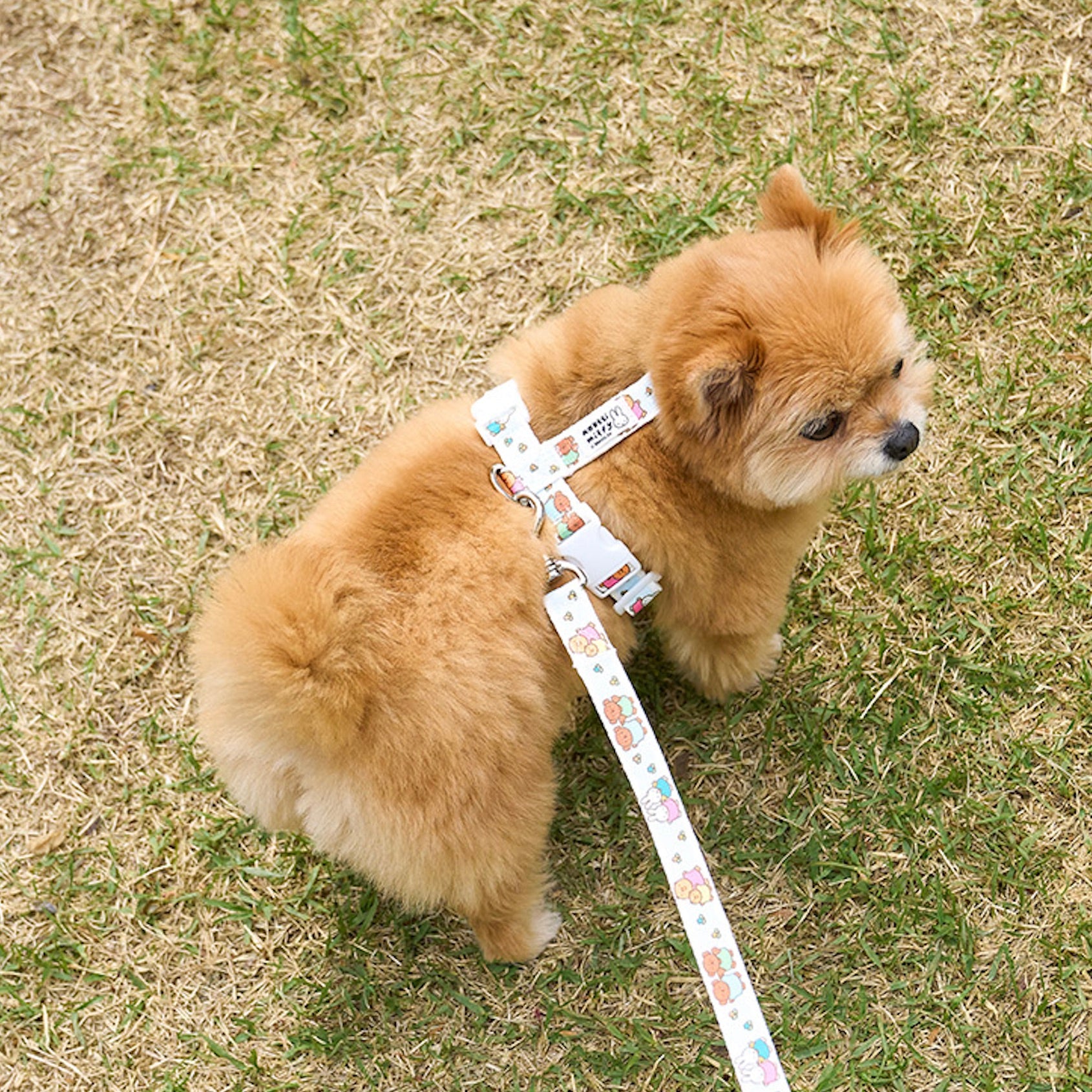海外犬服 高品質なインポートのドッグウェア通販 