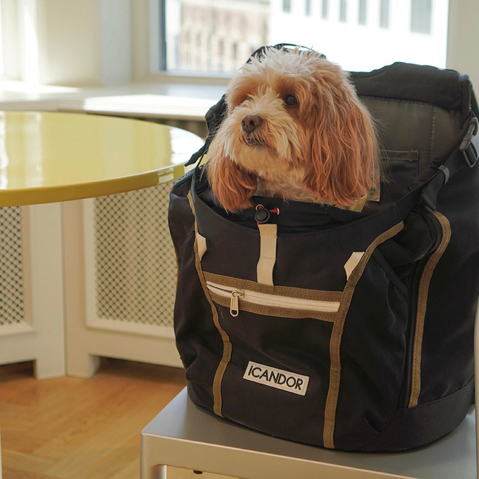 海外犬服 高品質なインポートのドッグウェア通販 