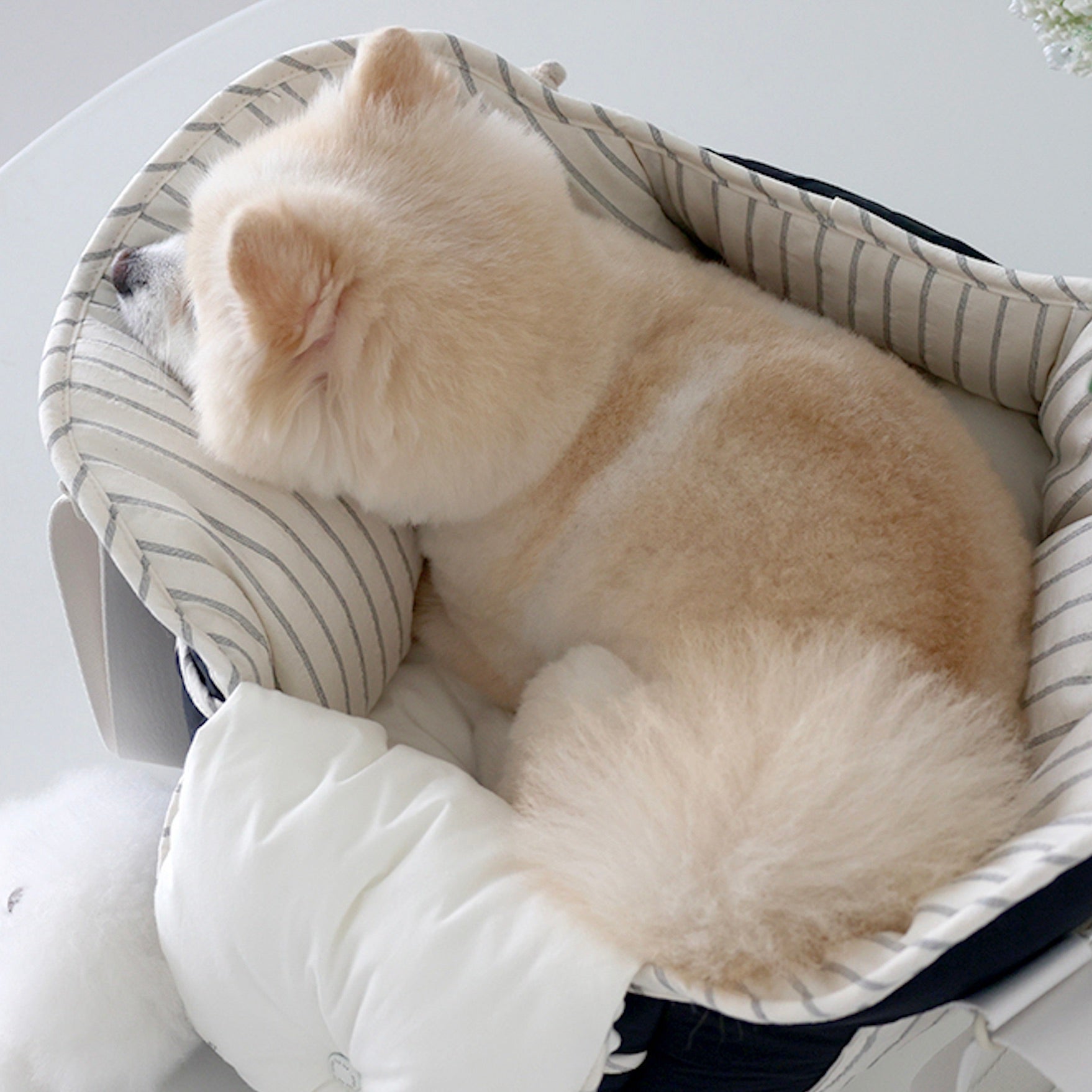 海外犬服 高品質なインポートのドッグウェア通販 